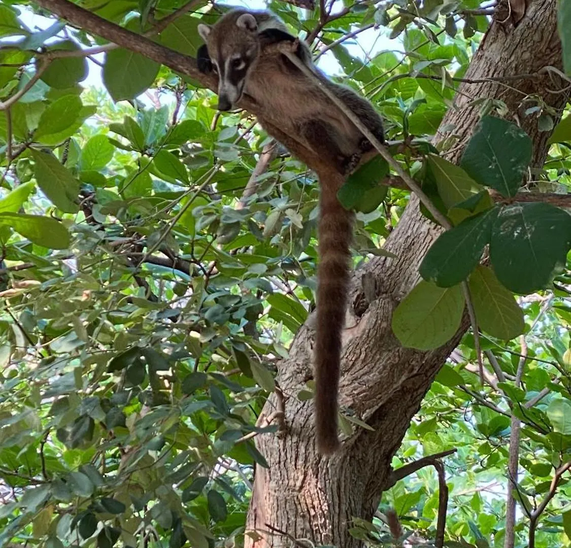 Willa Acogedora Y Moderna Casa Coati Cancún Dom wakacyjny